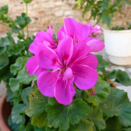 펜션 To Archontiko Tis Anastasias