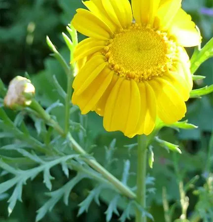 To Archontiko Tis Anastasias 펜션