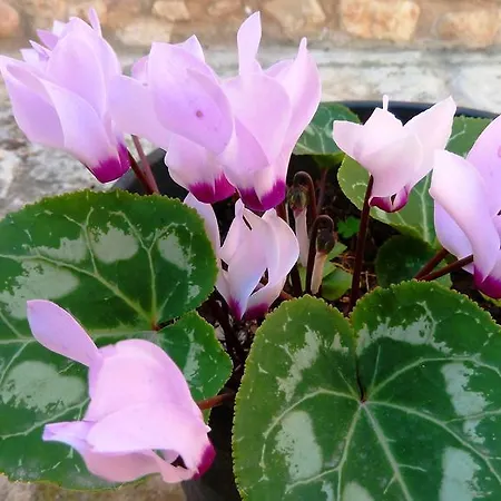 To Archontiko Tis Anastasias Athienou