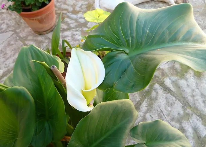 To Archontiko Tis Anastasias * Athienou