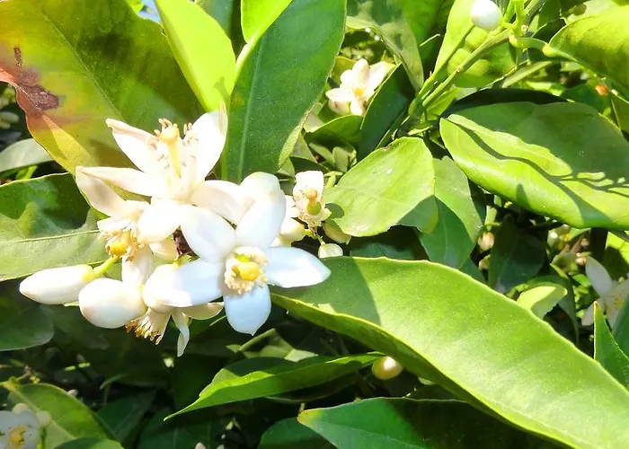 Дом отдыха To Archontiko Tis Anastasias Athienou