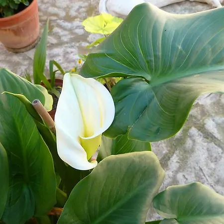 To Archontiko Tis Anastasias * Athienou