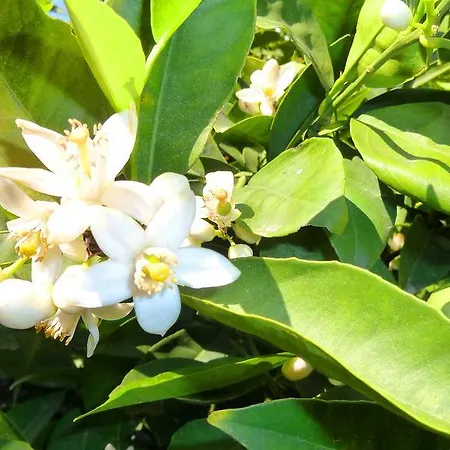 Ferienhaus To Archontiko Tis Anastasias Athienou