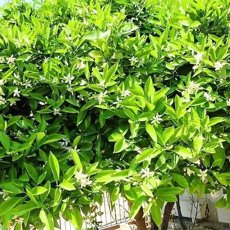 To Archontiko Tis Anastasias * Athienou