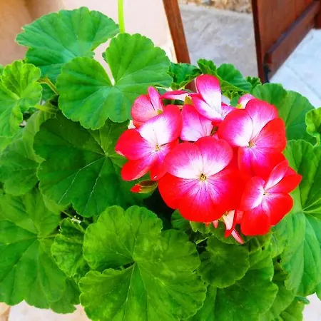 Ferienhaus To Archontiko Tis Anastasias