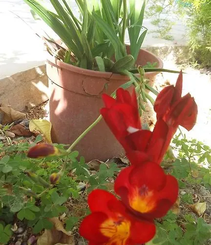 To Archontiko Tis Anastasias بيت للعطل *