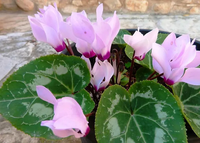 To Archontiko Tis Anastasias Athienou